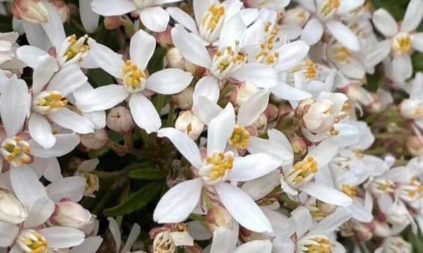 七里香花语探秘（解读七里香花的寓意与象征）