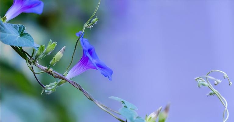 牵牛花（探寻牵牛花的神秘起源和寓意）