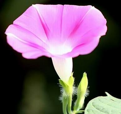 牵牛花的花语与意义（牵牛花的美丽蕴含的深刻寓意）