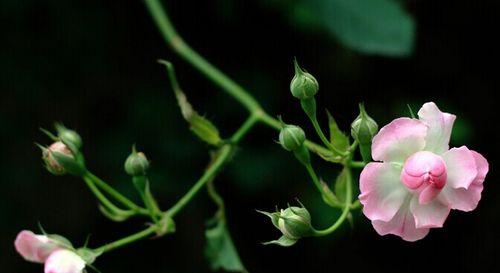 蔷薇花（传递浪漫与纯洁的花语）