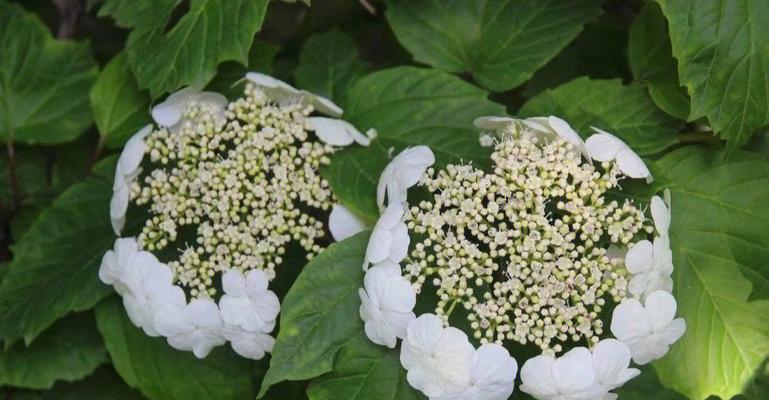 以琼花花语的深刻含义（探寻以琼花花语的隐秘世界）