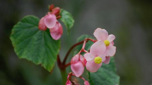 秋海棠的花语与寓意（探秘秋海棠的花语及其象征意义）