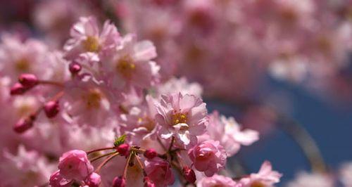 樱花的寓意及其文化意义（日本樱花的关键寓意及其深远影响）