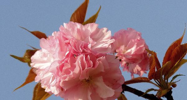 日本樱花的花语（美丽的樱花）