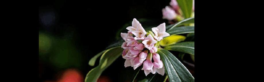 瑞香花的花语（瑞香花语传递真挚情感）