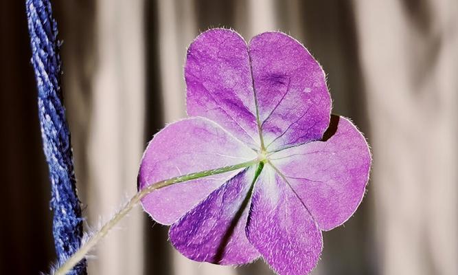 三叶草的花语含义（寓意吉祥幸运的三叶草）