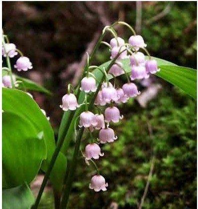 山樱草花开慈悲世界（以山樱草为象征）