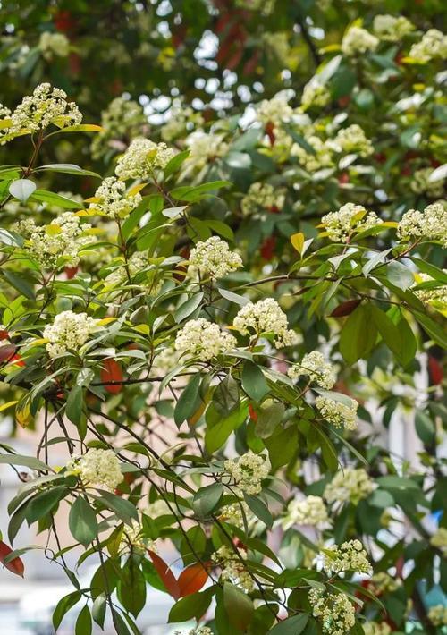 石楠花——坚韧与希望的象征（探寻石楠花的花语与含义）