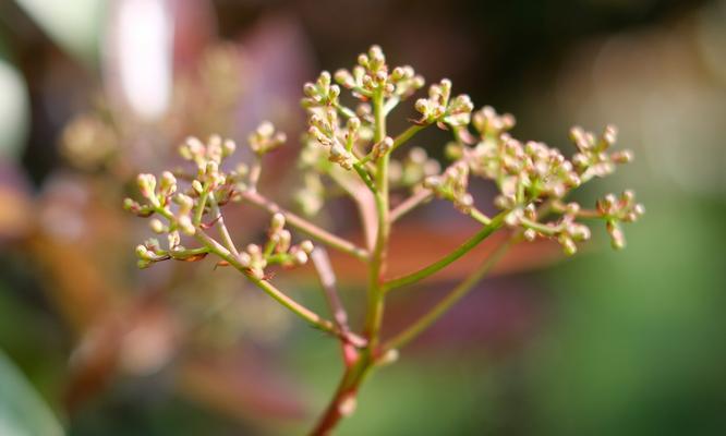 石楠花的花语——热情与勇气（探索石楠花的美丽花语）