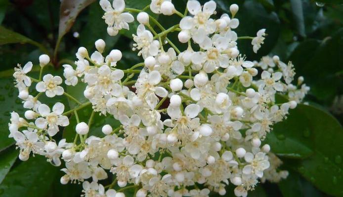 石楠花的花语和美丽特点（探寻石楠花的花语与魅力）