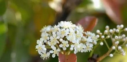 石楠花的花语与含义（揭开石楠花背后的花言蜜语）