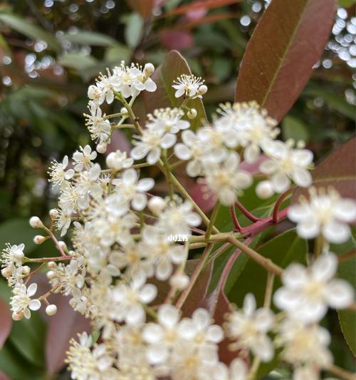 石楠花的花语与含义（揭开石楠花背后的花言蜜语）