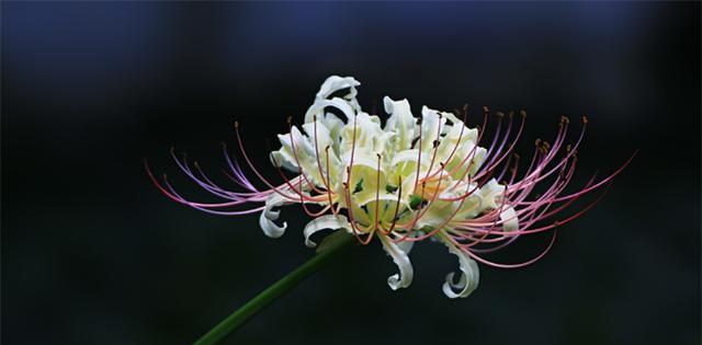 石蒜花花语的魅力与意义（探寻石蒜花的花语之美）