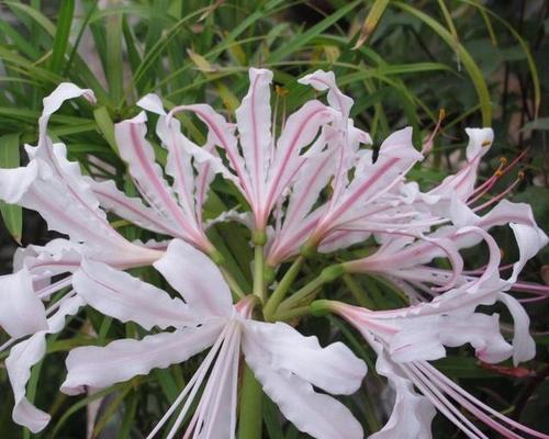 石蒜花花语的魅力与意义（探寻石蒜花的花语之美）