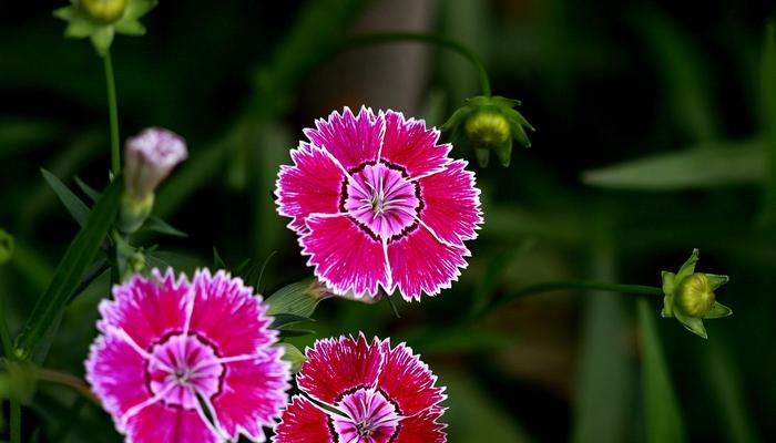 石竹花的寓意与象征（探索石竹花的深层内涵）