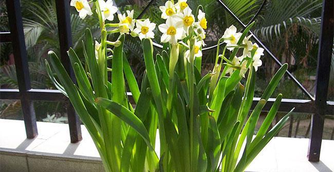 水仙花（水仙花花语解读及其在生活中的意义）