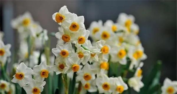 水仙花的花语与美丽传说（水仙花的寓意与魅力引人惊叹）