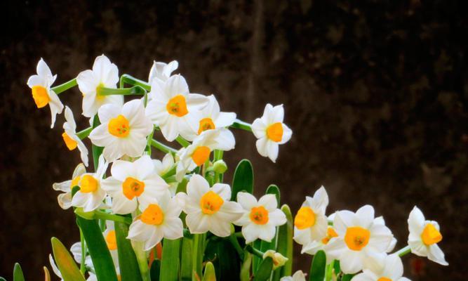 水仙花的花语和象征意义（探寻水仙花的花语与象征意义）