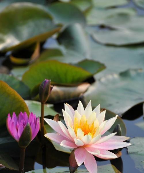 睡莲的花语与意义（解读睡莲所传递的美好与祝福）