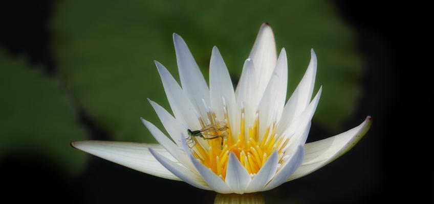 睡莲花语（深入了解睡莲花的象征意义和魅力）