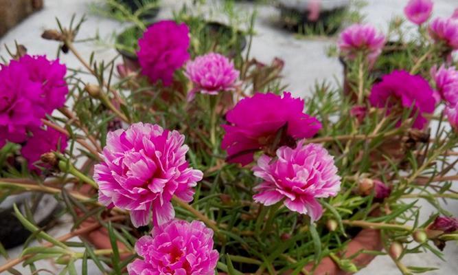 以太阳花的花语和寓意（悦目的阳光之花）