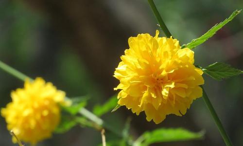 棠棣花的寓意与象征意义（探索棠棣花的深刻内涵）