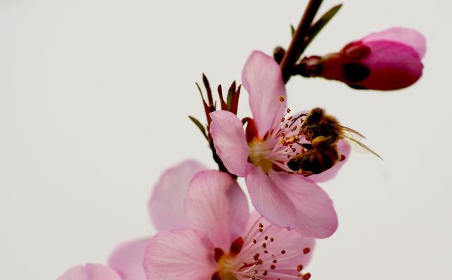 桃花的花语与象征意义（桃花花语传递着美丽与希望）