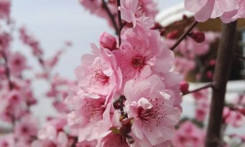 桃花花语（探寻桃花花语的深层含义与传说）