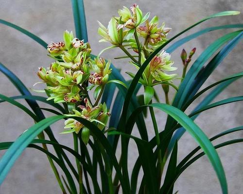 兰花什么栽培（兰花种植方法和注意事项）