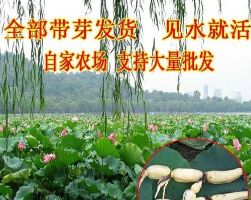 藕怎么种植方法（种藕的方法步骤）