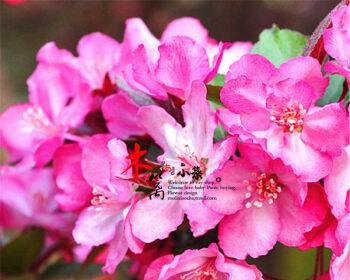 海棠果树盆栽怎么养（海棠果种植方法和时间）