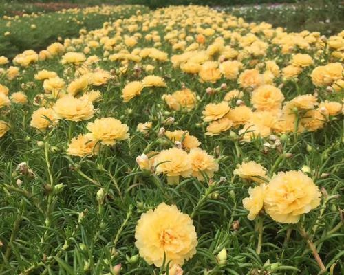 太阳花每天几点开花（太阳花花期简单介绍）