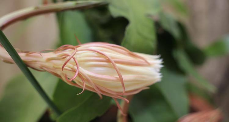 昙花怎么修剪才茂盛（盆栽昙花养殖方法讲解）