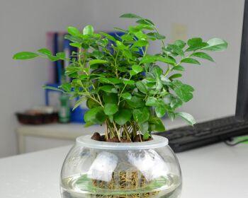 水培植物有哪些特点（室内好养的水培植物排名）