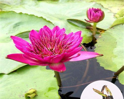 睡莲花怎样水养（睡莲的水养技巧）