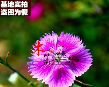 五彩石竹花怎么种（石竹花的种植和养护）