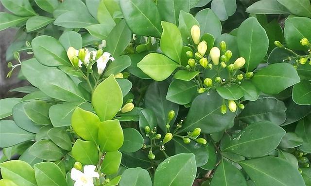 九里香每年开多少次花（种植九里香的注意事项）