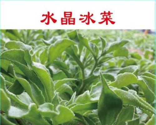 冰草怎么种植时间（冰菜的种植与管理）