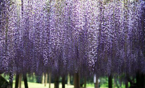 紫藤花怎么种植（紫藤花种植方法与时间）