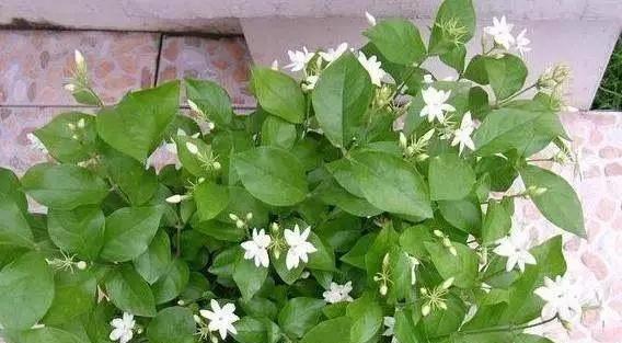 茉莉花用什么肥料好（茉莉花的养殖方法讲解）