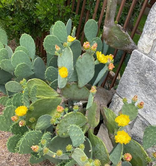 仙人掌开花吗（仙人掌花期介绍）