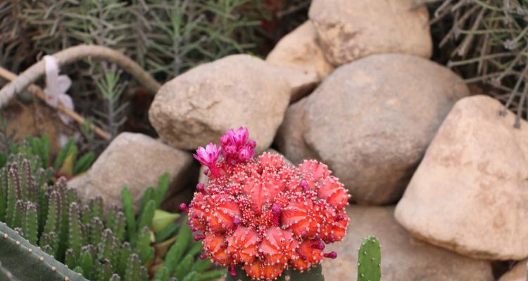 仙人掌开花吗（仙人掌花期介绍）