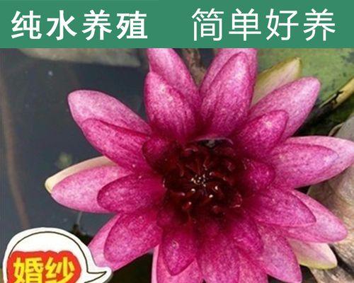 水培什么花养（养的水培植物介绍）