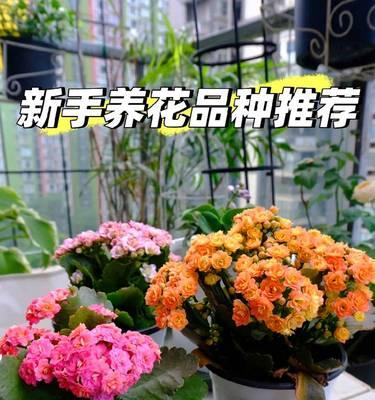 长寿花怎么养才开花（新手养长寿花的注意事项）