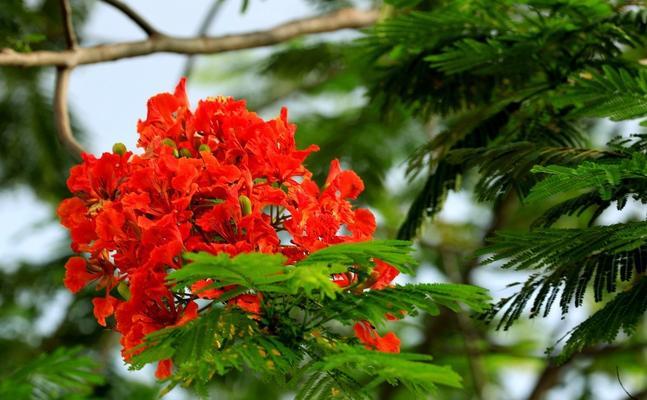 凤凰花什么季节开（关于凤凰花的花期时间）