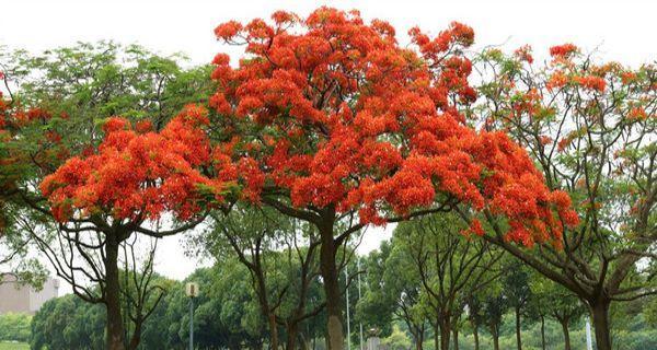 凤凰花什么季节开（关于凤凰花的花期时间）