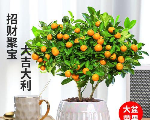 室内植物怎么养护（适合养在室内的植物推荐）