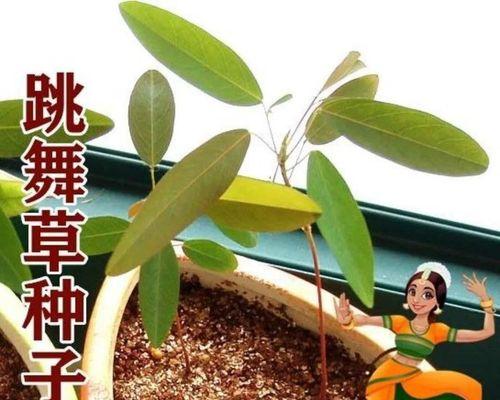 彩叶草养护方法有哪些（彩叶草简介）