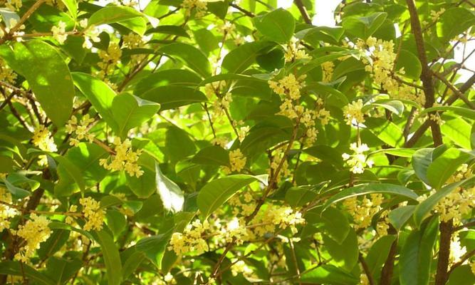 如何种桂花树（桂花树的种植方法及注意事项）