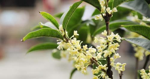 如何种桂花树（桂花树的种植方法及注意事项）